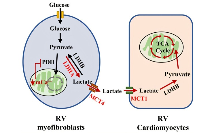 Image: Researchers have identified an easily detectable genetic variant that can predict early right heart failure in PAH patients (photo credit: 123RF)