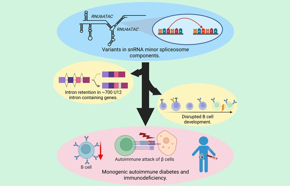 Image: Graphical abstract (The American Journal of Human Genetics (2026). DOI: 10.1016/j.ajhg.2026.02.017)
