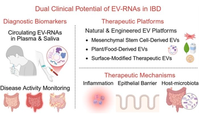 Image: This diagram outlines the dual potential of EV-RNAs in IBD: as non-invasive biomarkers for early diagnosis and monitoring, and as carriers of regulatory RNAs to target inflammation, repair the epithelial barrier, and restore gut homeostasis. (Ruizhe Ren/Zhejiang Chinese Medical University, Xiyang Wei/Sir Run-Run Shaw Hospital, Zhejiang University School of Medicine)