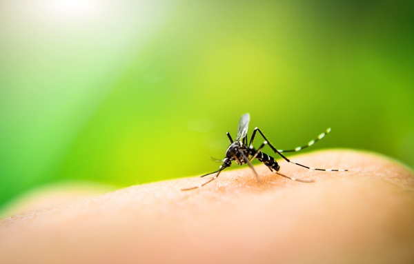 Image: Dengue is among the most widespread mosquito-borne infections, yet early risk stratification can be difficult when symptoms overlap with other febrile illnesses (photo courtesy of Adobe Stock)