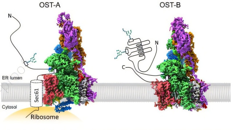 Image: Bobby G. Ng et al, Human Genetics and Genomics Advances (2026). DOI: 10.1016/j.xhgg.2026.100604 Image: Bobby G. Ng et al, Human Genetics and Genomics Advances (2026). DOI: 10.1016/j.xhgg.2026.100604