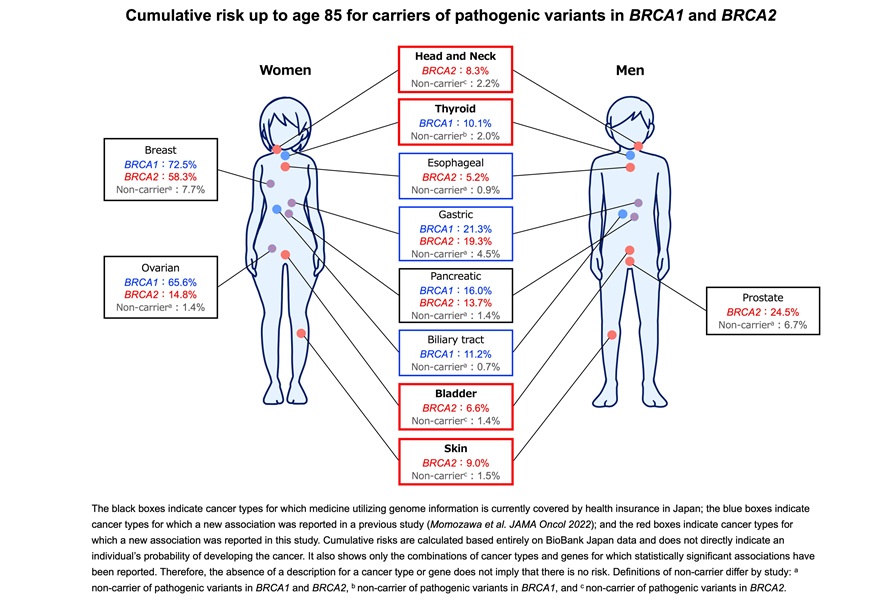 Image: Overview diagram of estimated cumulative risk up to age 85 for carriers of pathogenic variants in the BRCA1/2 genes (photo courtesy of RIKEN)