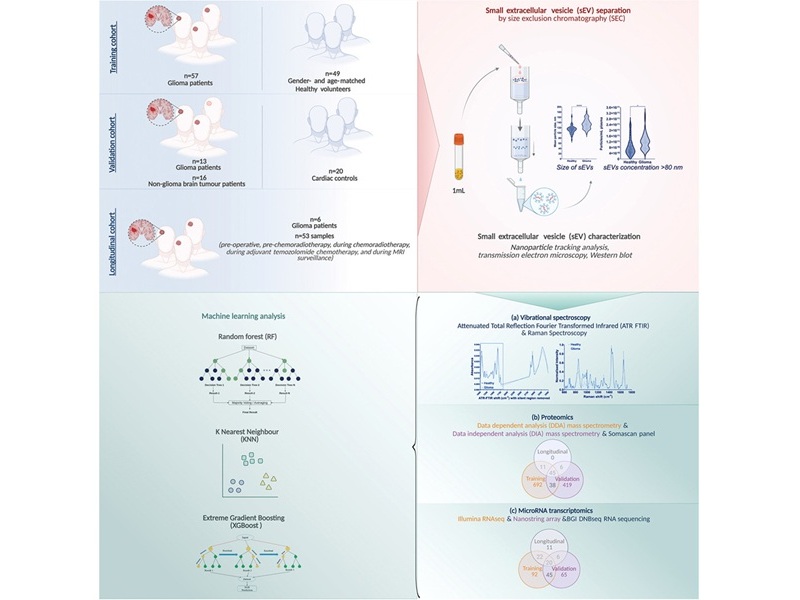 Image: Graphical abstract (Robinson S, Haile B, Reily-Bell M et al, Cell Reports Medicine (2026). DOI: 10.1016/j.xcrm.2026.102744)