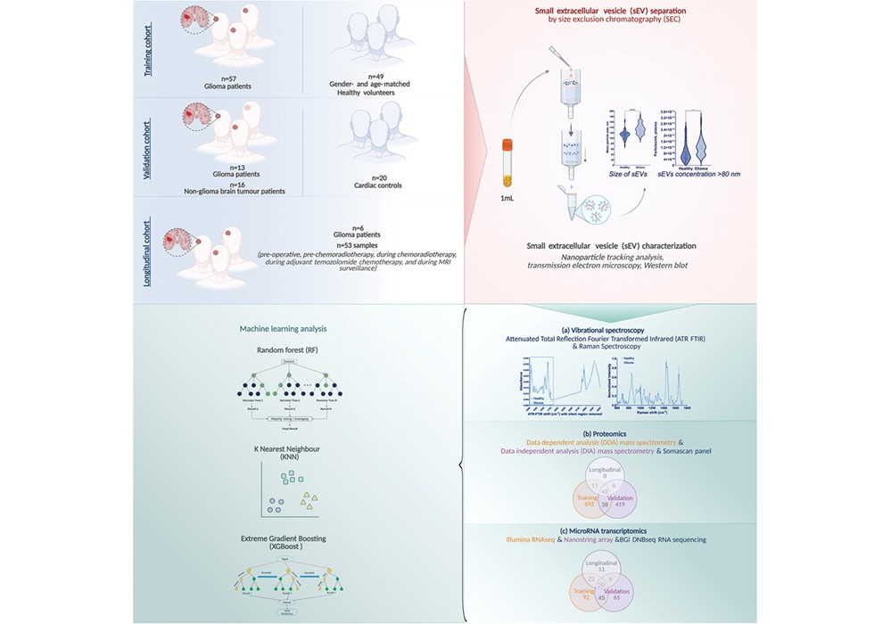 Image: Graphical abstract (Robinson S, Haile B, Reily-Bell M et al, Cell Reports Medicine (2026). DOI: 10.1016/j.xcrm.2026.102744)