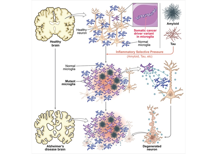 Image: Graphical abstract (Huang, A. Y. et al., Cell (2026). DOI: 10.1016/j.cell.2026.03.040)