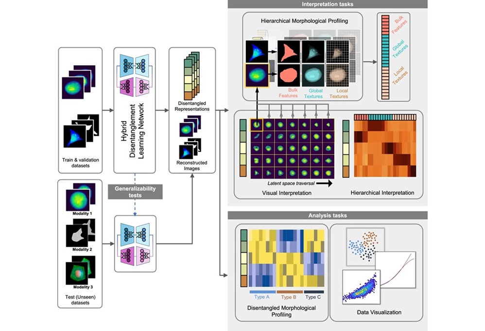 Image: Overview of the MorphoGenie framework (Murthy, R.S., Stassen, S.V., Siu, D.M.D. et al. Nat Commun 16, 11465 (2025). doi.org/10.1038/s41467-025-66267-w)