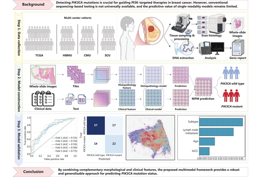Image: Study flowchart. This study developed a multimodal artificial intelligence framework to predict PIK3CA mutations in breast cancer (Jiaxian Miao et al., Cancer Biol Med 23(3): 430–450 (2026). DOI: 10.20892/j.issn.2095-3941.2025.0771)