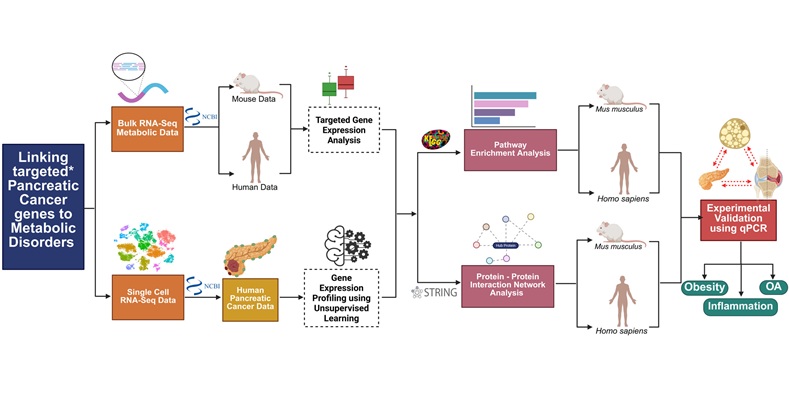 Image: Overall workflow of the study. Targeted genes are ITGAM, PECAM1, CCL5, STAT1, STAT2, and CD44. (Dipanwita Nath et al, Cancer Medicine (2026). DOI: 10.1002/cam4.71775)