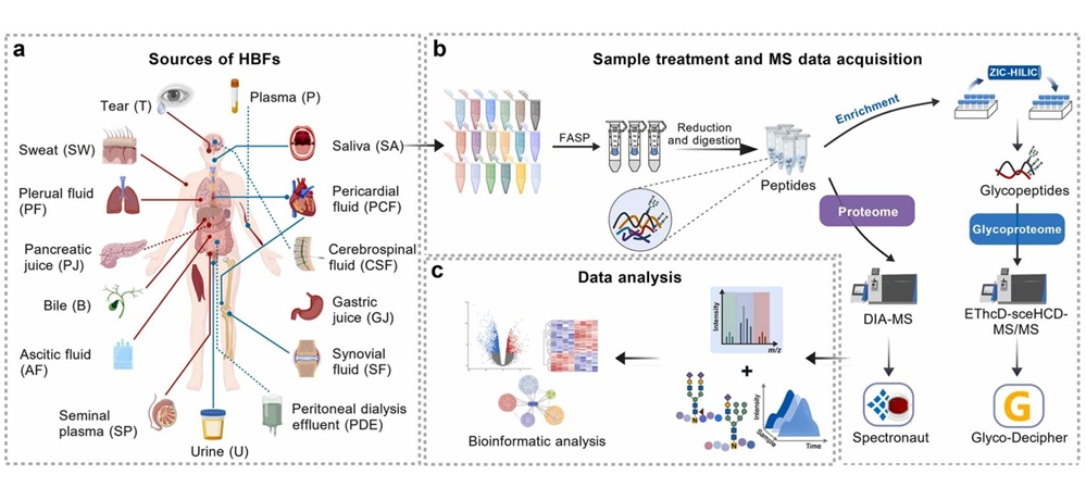 Image: Schematic overview of the GlycoHBF workflow, from collection of 15 body fluid types to standardized processing and dual-layer proteomic and glycoproteomic profiling (Yong Zhang, CC BY-NC-ND)