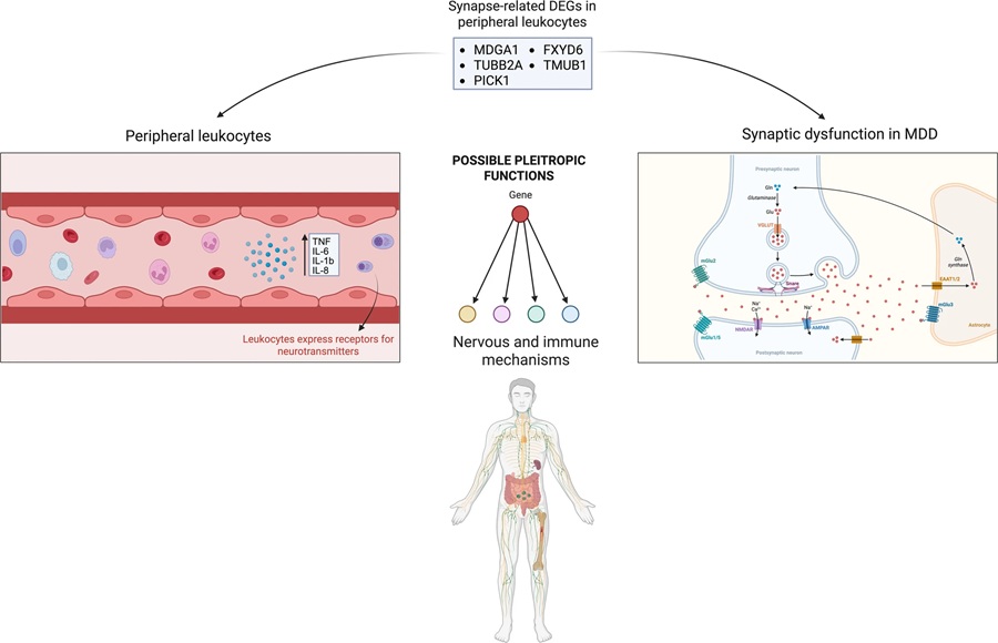 Image: Pleiotropic synapse-related genes expressed in peripheral leukocytes of patients with major depressive disorder. The figure summarizes molecular pathways shared between peripheral immune alterations and central synaptic processes in major depressive disorder (Adri, A.S., Nóbile, A.L., de Albuquerque, D.G. et al. Scientific Reports (2026). https://doi.org/10.1038/s41598-026-39284-y)