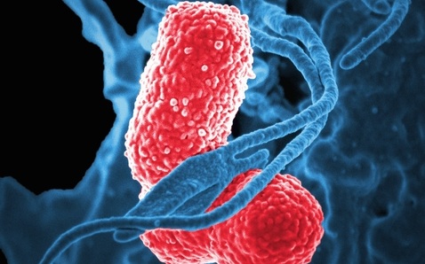 Image: The initiative combines epidemiological and microbiological data with whole-genome sequencing to characterize circulating hospital lineages and resistance determinants (image credit: Shutterstock)