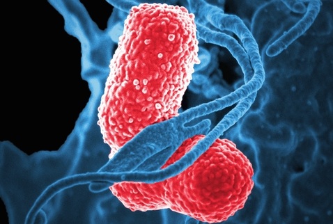 Image: The initiative combines epidemiological and microbiological data with whole-genome sequencing to characterize circulating hospital lineages and resistance determinants (image credit: Shutterstock)