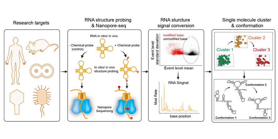 Image: sm-PORE-cupine helps scientists study how individual RNA molecules fold across different transcriptomes (biological samples) (Photo courtesy of A*STAR Genome Institute of Singapore (A*STAR GIS)