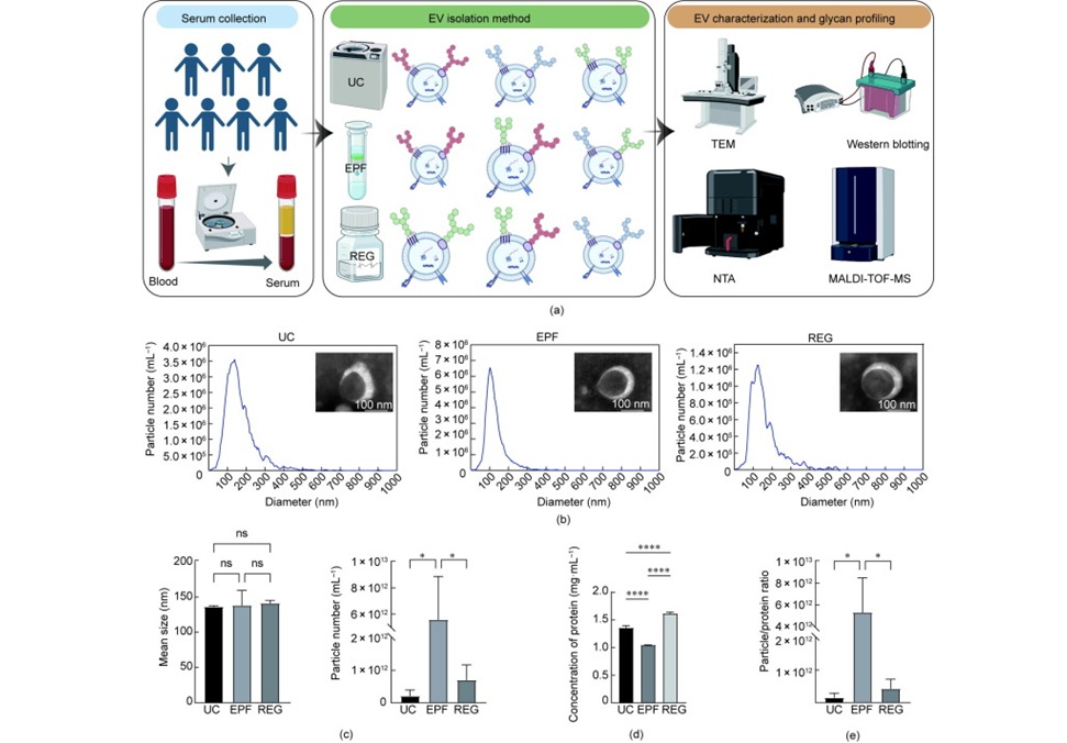 Image: Characterization of EV separated by distinct methods (Photo courtesy of Yuanyuan Liu, Yanbin Guo et al. Engineering, doi.org/10.1016/j.eng.2025.12.009)