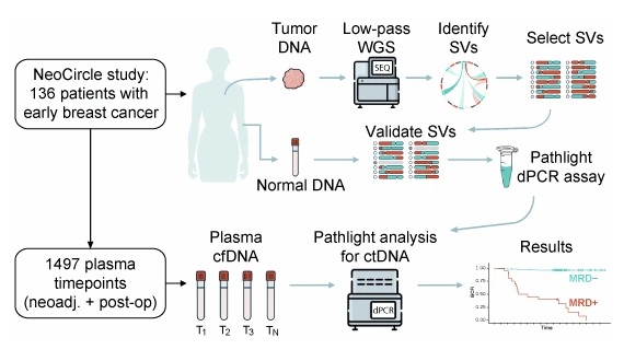 Image: NeoCircle Study Synopsis (George, A.M., Chen, Y., Gladchuk, S. et al. EMBO Molecular Medicine (2026). DOI: 10.1038/s44321-026-00447-z) Image: NeoCircle Study Synopsis (George, A.M., Chen, Y., Gladchuk, S. et al. EMBO Molecular Medicine (2026). DOI: 10.1038/s44321-026-00447-z)