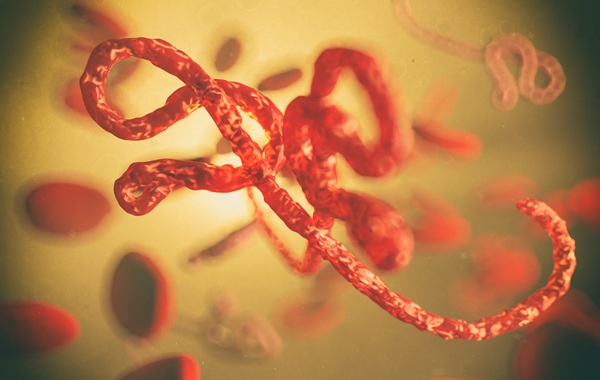 Image: The new assays target the nucleoprotein (NP) and VP35 regions of the ebolavirus (image credit: 123RF)