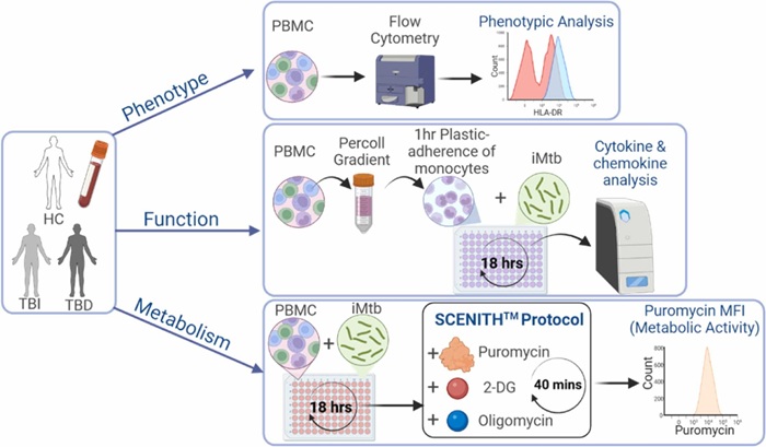 Image: Study design for analysis of monocyte phenotype, function, and metabolism (Gráinne Jameson et al., Journal of Infection (2026). DOI: 10.1016/j.jinf.2026.106755)