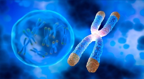 Image: In ALT-positive cancers, researchers found that centromere-associated DNA can be inserted near telomeres at chromosome ends (Image credit: Shutterstock)