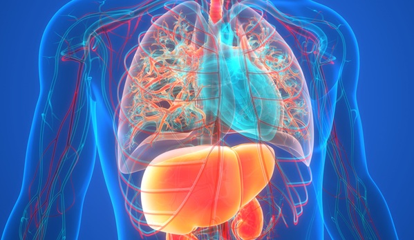 Image: Alpha-1 antitrypsin deficiency (ADD) is a progressive genetic condition, a major inherited risk factor for COPD, and a cause of liver disease in children and adults (Image credit: Adobe Stock)