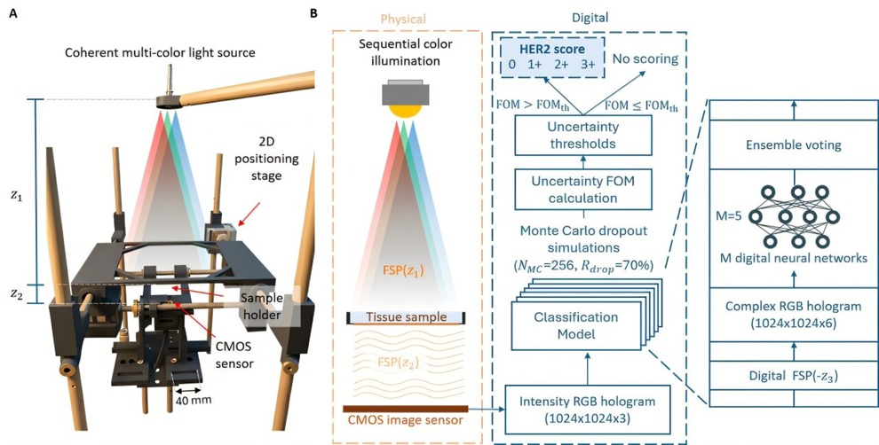 Image: Overview of the uncertainty-aware lensfree computational pathology platform for automated HER2 assessment. A compact lensfree holographic imaging system captures diffraction patterns from immunohistochemically stained breast tissue samples, which are computationally reconstructed and analyzed using deep neural networks with Bayesian uncertainty quantification. (Photo courtesy of Ozcan Lab, UCLA)