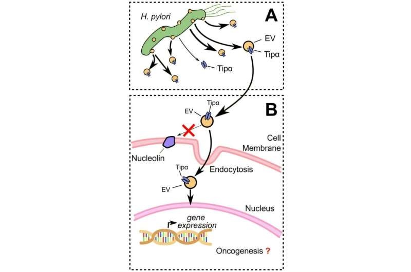 Image: Graphical Abstract (Emery, J. K., V. Nemidkanam, N. Colon, et al. Journal of Extracellular Vesicles (2026). https://doi.org/10.1002/jev2.70286)