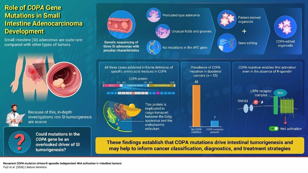 Image: The study results point to mutations in the COPA gene as an important driver of cancer progression in small intestinal adenomas (Image credit: Professor Shigeki Sekine and Professor Toshiro Sato, Keio University School of Medicine, Japan)