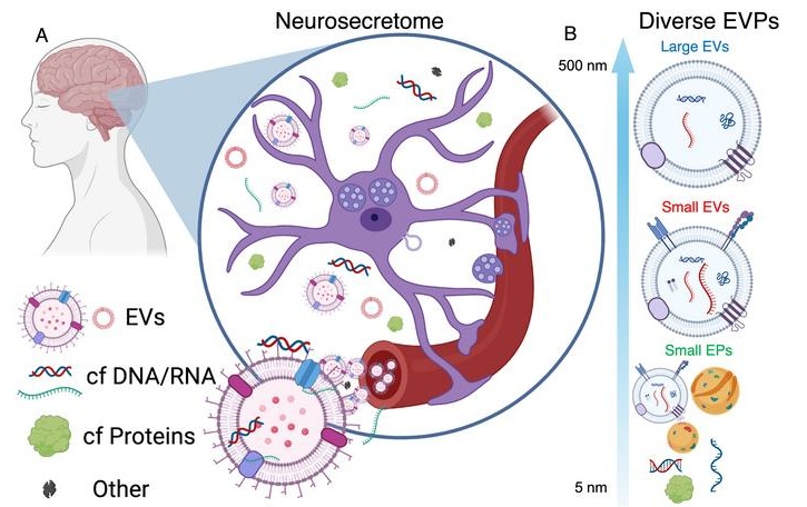 Image: A) Several brain-derived EVPs cross the blood brain barrier and reach circulation. B Different EVPs enrich different RNA cargo B) The EVP-RNA is impacted, upregulated (green) or downregulated (red) in AD (Gonzalez-Kozlova, E., Tichkule, S., Nose, Y. et al., Nature Communications (2026). doi.org/10.1038/s41467-026-74541-8)