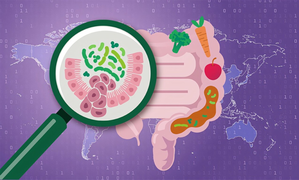 Image: New EMBL-led research identifies a robust gut microbiome signature linked to colorectal cancer, consistent across populations, sequencing methods & age groups, and tied to lower dietary fiber intake. (Photo courtesy of Daniela Velasco/EMBL)