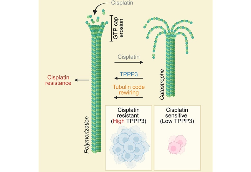 Image: Graphical Abstract (Sachi Horibata et al., Cell Reports (2026). DOI: 10.1016/j.celrep.2026.117414)