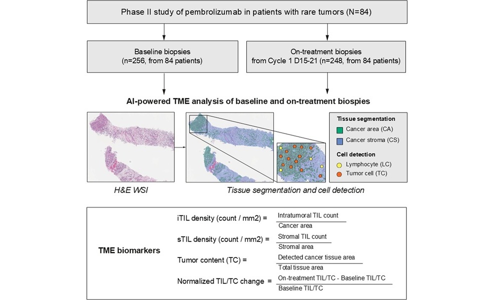 Image: Study design using AI-powered analysis of the TME. AI, artificial intelligence; D, day; iTIL, intratumoral TIL; sTIL, stromal TIL; TIL, tumor-infiltrating lymphocyte; TME, tumor microenvironment; WSI, whole-slide image (Derbala MH, et al.  Journal for ImmunoTherapy of Cancer, 2026; https://doi.org/10.1136/jitc-2025-014768)