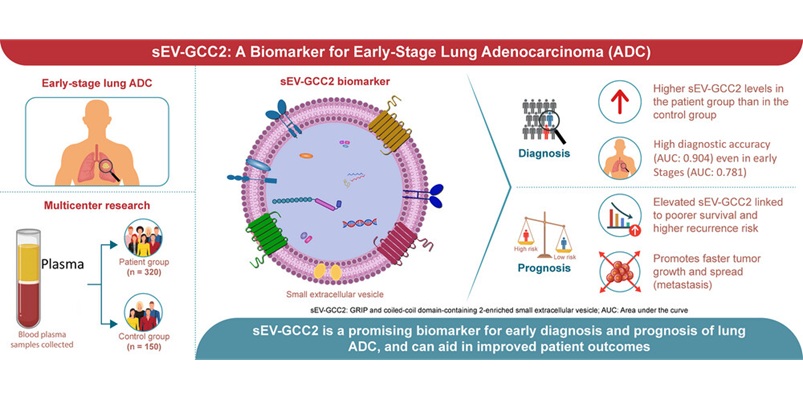 Image: Graphical Abstract (Choi, B. H., H. An, S. Cho, et al. Journal of Extracellular Vesicles, 2026. https://doi.org/10.1002/jev2.70264)