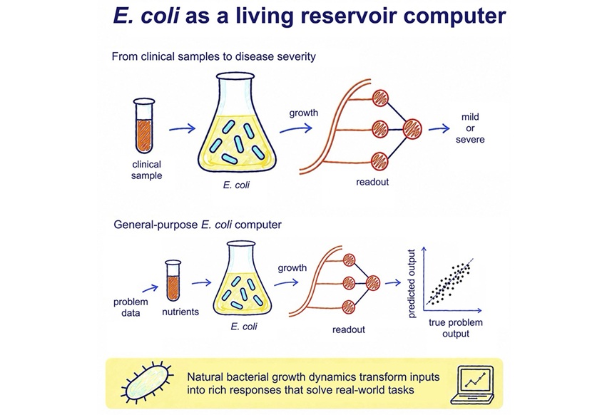 Image: Graphical Abstract (Ahavi P, Hoang TN, Meyer P, et al. Cell Systems, 2026; doi:10.1016/j.cels.2026.101654)