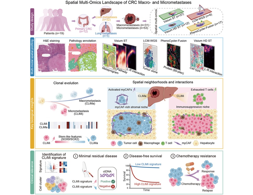 Image: Graphical Abstract (Yang Liu et al,. Cancer Cell (2026). DOI: 10.1016/j.ccell.2026.06.009)