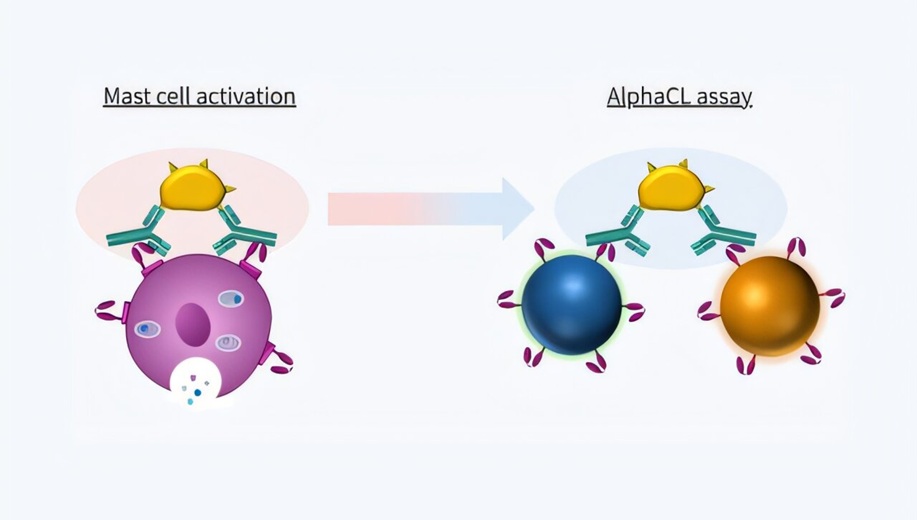 Image: Mast cells are activated when allergens cross-link IgE receptors on their surface. The AlphaCL method mimics this process without the use of living cells. (Photo courtesy of Yuki Koga/Hiroshima University)