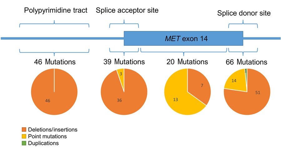 Image: Classification and distribution of 171 different MET exon 14 mutations. Non–small-cell lung cancer samples detected in Cologne, Germany: mutations were deletions, insertions, point mutations, or duplications and located in the polypyrimidine tract, the spice acceptor site, in exon 14, or in the splice donor site. (Carina Heydt et al., The Journal of Molecular Diagnostics, 2026. DOI: 10.1016/j.jmoldx.2026.05.007)
