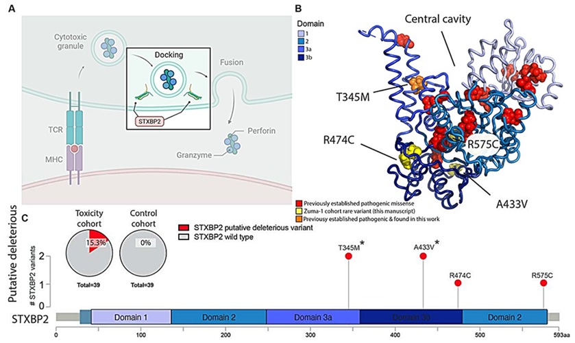 Image: STXBP2 function and pathogenic variant distribution (Mark Leick et al. Science Immunology (2026). DOI: 10.1126/sciimmunol.aef4134)