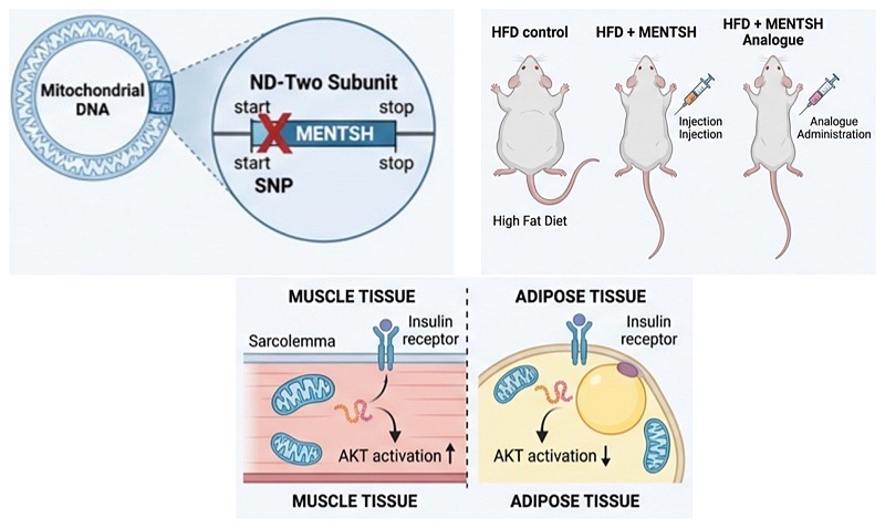 Image: Graphical Abstract (Kelv Image: Graphical Abstract (Kelv
