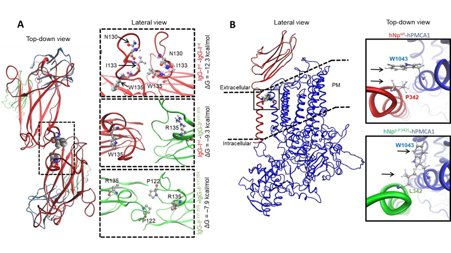 image: Structure of the proteins resulting from NPTN missense variants (Li Y, Ormazabal-Toledo R, Srinivasan H, et al. Genome Medicine, 2026; 18:93. doi:10.1186/s13073-026-01512-5)