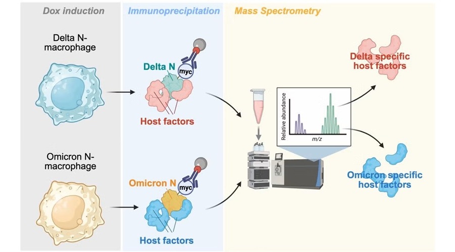 Image: Discovering human macrophage factors that interact with nucleocapsid proteins from pathogenic SARS-CoV-2 variants (Image Credit: Created in BioRender. Li, M., 2026)