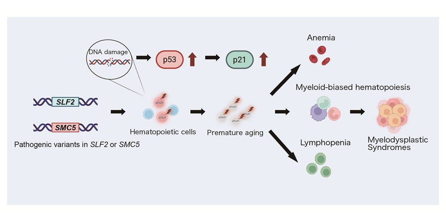 Image: The adverse effects of abnormalities in SLF2 and SMC5. (Image Credit: KyotoU / Sho Shibata)