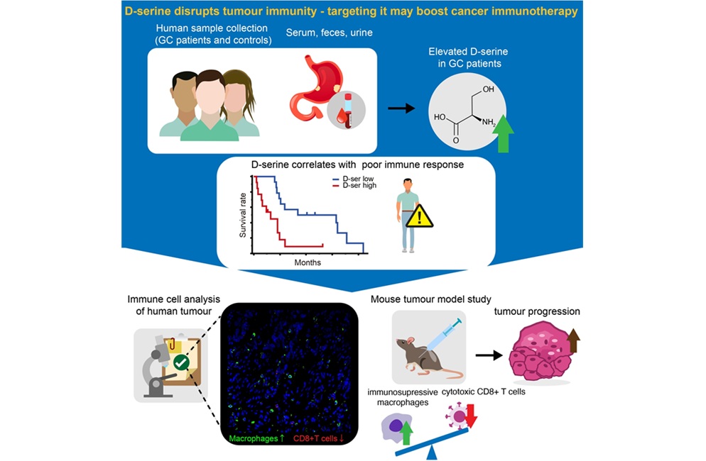 Image: D-serine is a metabolic byproduct that aids immune evasion by gastric cancer tumors. It increases immunosuppressive macrophage activity and reduces the numbers and function of cytotoxic T cells. This aids tumor growth and provides resistance against immune checkpoint inhibitor therapy. (Image Credit: Keio University Global Research Institute [KGRI])