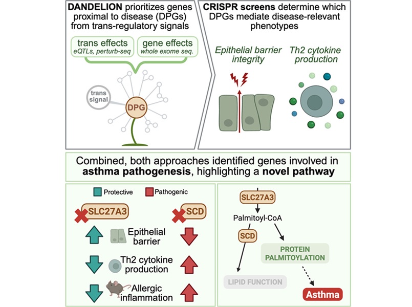 Image: Graphical Abstract ((Isabella M. Salamone et al. Trans-regulatory gene mapping prioritizes disease drivers in asthma. Cell. 2026;189(17):5250–5265.e11. doi:10.1016/j.cell.2026.07.034) Image: Graphical Abstract ((Isabella M. Salamone et al. Trans-regulatory gene mapping prioritizes disease drivers in asthma. Cell. 2026;189(17):5250–5265.e11. doi:10.1016/j.cell.2026.07.034)