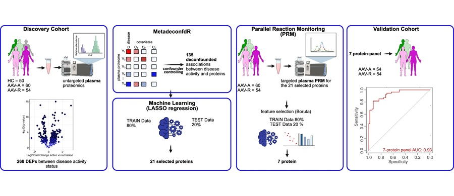 Image: Study Design (Jerke, U., Kirchner, M., Bartolomaeus, T.U. et al. Nature Communcation (2026). https://doi.org/10.1038/s41467-026-75755-6)