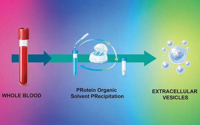 Image: Graphical Abstract (Sánchez Milán JA, Mulet M, Font-Alberich M, et al. Extracell Vesicles Circ Nucleic Acids. 2026;. doi:10.20517/evcna.2026.18)