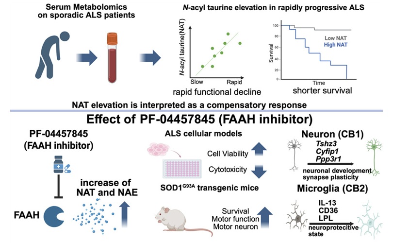 Image: Graphical Abstract (Daisuke Ito, Madoka Iida, Yohei Iguchi, et al. Fatty acid amide hydrolase inhibition for treatment of amyotrophic lateral sclerosis. JCI Insight. 2026;11(15):e198842. doi:10.1172/jci.insight.198842) Image: Graphical Abstract (Daisuke Ito, Madoka Iida, Yohei Iguchi, et al. Fatty acid amide hydrolase inhibition for treatment of amyotrophic lateral sclerosis. JCI Insight. 2026;11(15):e198842. doi:10.1172/jci.insight.198842)