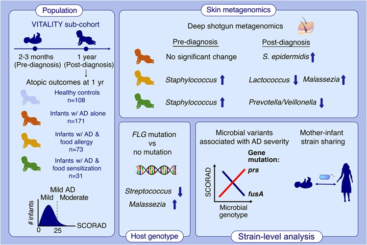 Image: Graphical Abstract (Zeyang Shen et al., Shotgun Metagenomics Reveals Skin Microbiome Composition and Function in Infant Atopic Disease, Allergy, 2026. DOI: 10.1111/all.70449)
