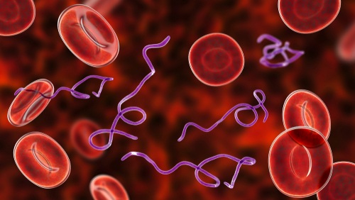 Image: The findings reveal that individuals exposed to Borrelia burgdorferi, the bacterium that causes Lyme disease, are more than four times as likely to have antibodies against other tick-borne pathogens (Image Credit: Shutterstock)