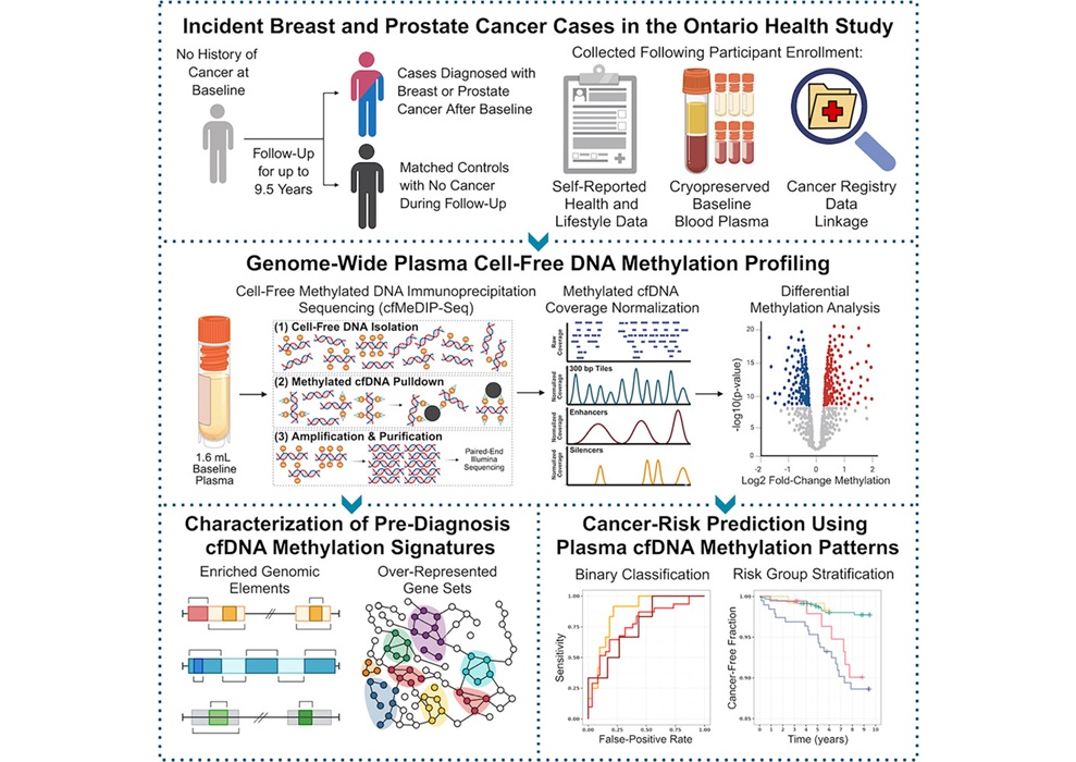 Image: Graphical Abstract (Image Credit: Cheng N, Ouellette TW, Skead K, et al. Pre-diagnosis plasma cell-free DNA reveals early signatures of prostate and breast cancer risk up to eight years prior to clinical detection. Cell Genomics (2026). DOI:10.1016/j.xgen.2026.101364)