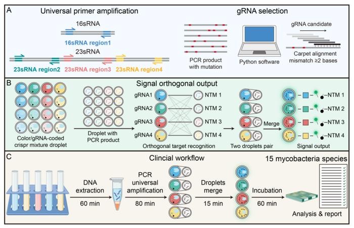 Image: Schematic overview of the CRISPR-Assisted Nanodroplet-pairing Platform for Differential Identification of NTM (CANDI). The platform combines broad-range amplification using conserved regions of the 16S and 23S rRNA genes with species-specific CRISPR recognition. Fluorescence-coded CRISPR droplets are paired with sample droplets containing amplified products, enabling multiplexed target recognition and signal decoding (Image Credit: Yiwen Yang, Jingsong Xu, Dakang Xu)