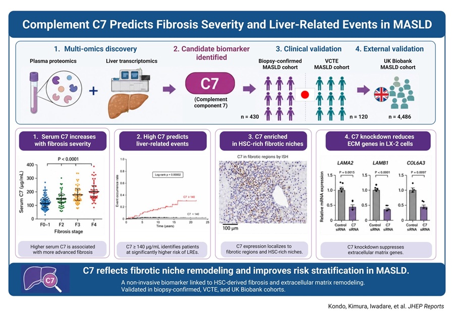 Image: Complement C7 was identified through multi-omics analysis, validated across MASLD cohorts, localized to hepatic stellate cell-rich fibrotic regions, and linked to extracellular matrix remodeling. (Image Credit: Dr. Takefumi Kimura from Shinshu University, Japan)